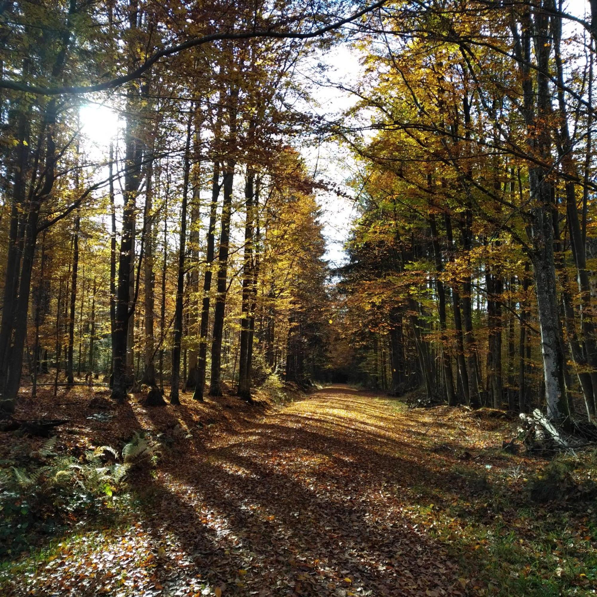 Haus Jaegerfleck, Ihre Ferienwohnungen Am Nationalpark Bayerischer Wald シュピーゲラウ エクステリア 写真